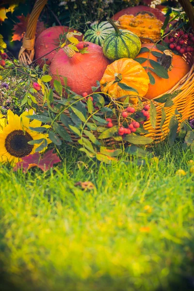 Cadeaux automne jardin citrouilles panier herbe — Photo