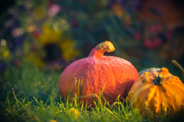 Cadeaux automne jardin citrouilles panier herbe — Photo