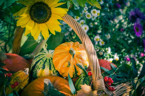 Fall basket autumn harvest garden pumpkin fruits colorful flower — Stock Photo, Image