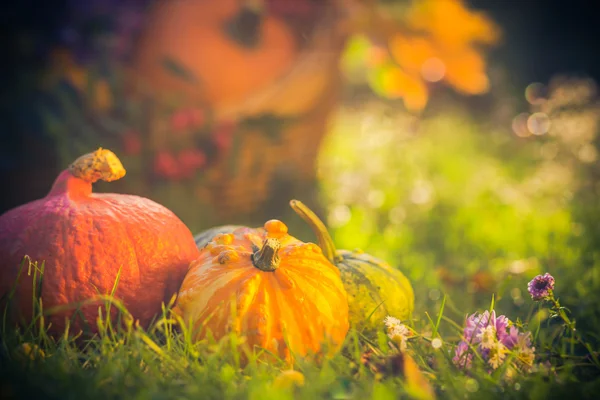 Regalos otoño jardín calabazas cesta hierba —  Fotos de Stock