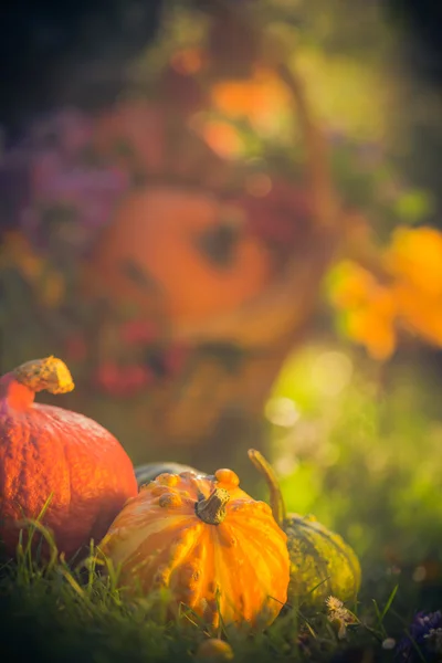Regali autunno giardino zucche cesto erba — Foto Stock