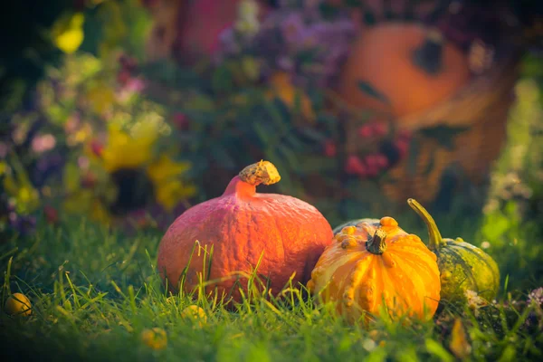 Gifts autumn garden pumpkins basket grass — Stock Photo, Image