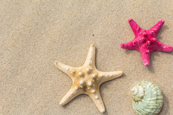 Spiaggia sfondo vista dall'alto conchiglie stelle — Foto Stock