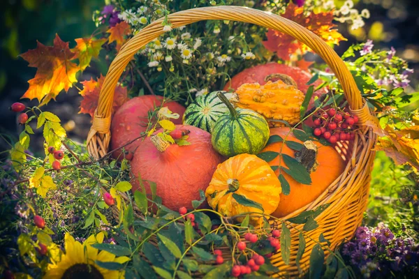 カラフルなカボチャのバスケットの秋の庭 — ストック写真