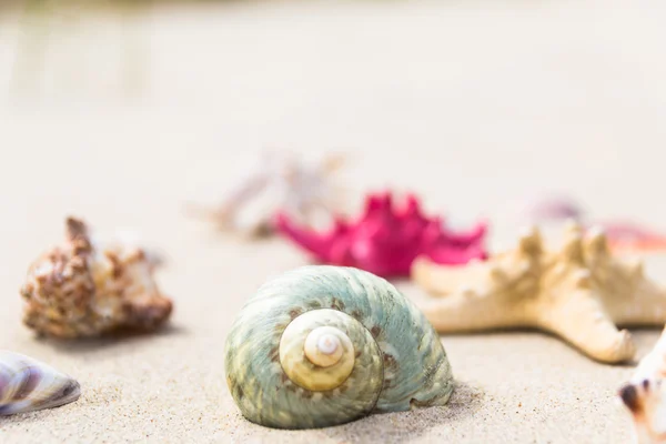 Kleurrijke zee schelpen zanderige strand — Stockfoto