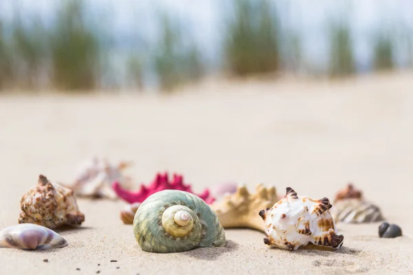 Fargerike skjell sandstrand – stockfoto