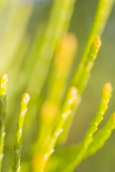 Macro Primi piani primavera verde germogli foglie — Foto Stock