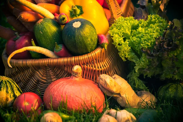 Basket colorful vegetables garden grass — Stock Photo, Image