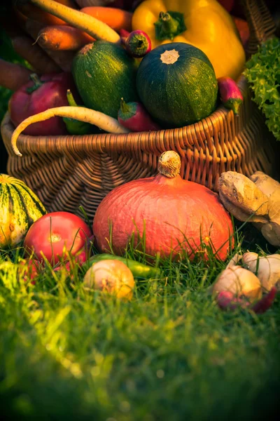 Basket colorful vegetables garden grass — Stock Photo, Image