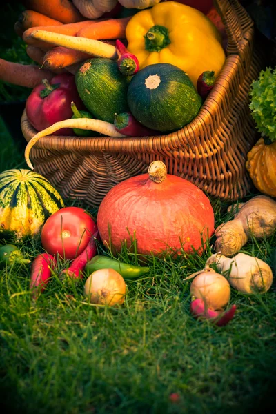 Basket colorful vegetables garden grass — Stock Photo, Image