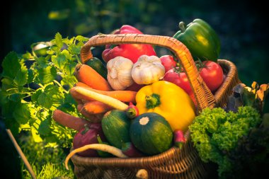 sepeti renkli sebze çim Bahçe