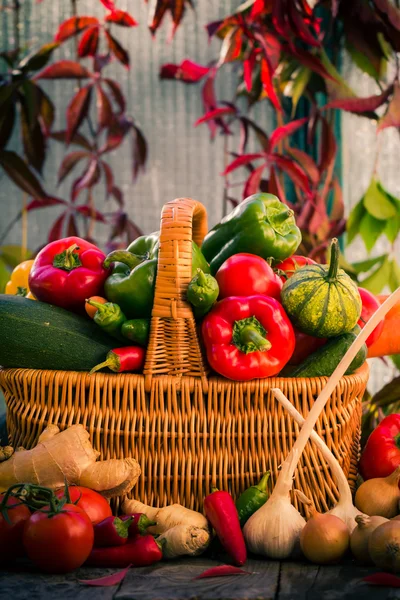 Basket full fresh vegetables rural setting — Stock Photo, Image