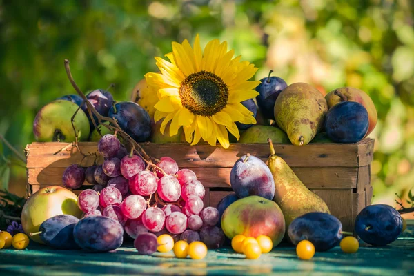 Jardín finales de verano frutas estacionales cesta luz puesta sol — Foto de Stock