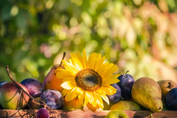 Jardín finales de verano frutas estacionales cesta luz puesta sol —  Fotos de Stock