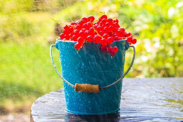 Balde de frutas de groselha vermelha chuva de verão gotas de água de madeira — Fotografia de Stock