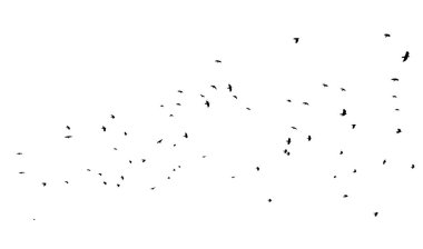 Uçan bir kuş sürüsü. Vektör illüstrasyonu