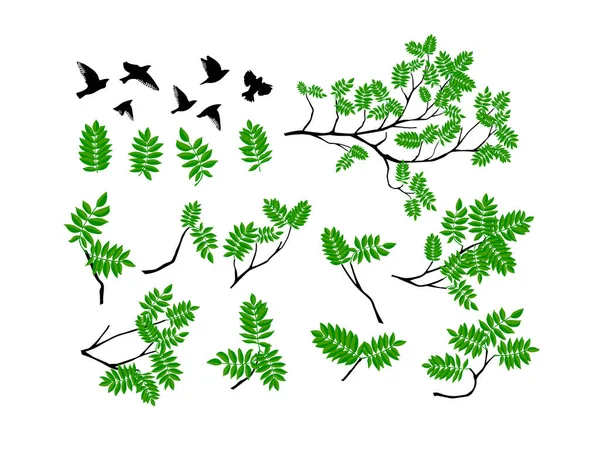 Branche Été Aux Feuilles Vertes Fraîches — Image vectorielle