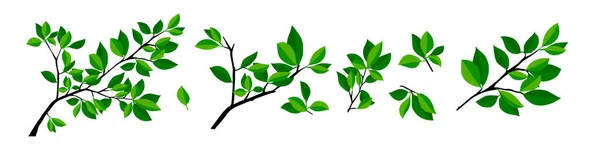 Летняя Ветка Свежими Зелеными Листьями — стоковый вектор