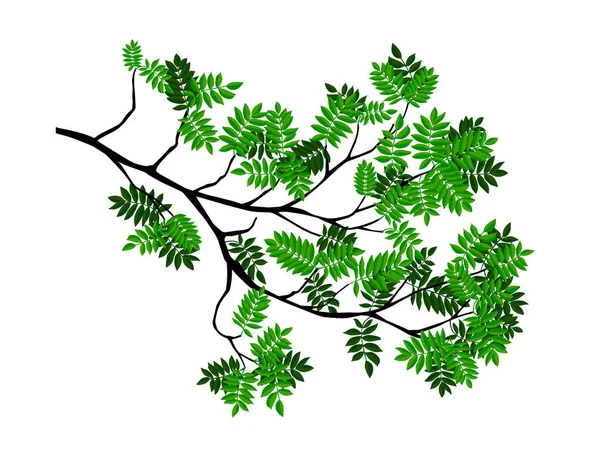 Летняя Ветка Свежими Зелеными Листьями — стоковый вектор