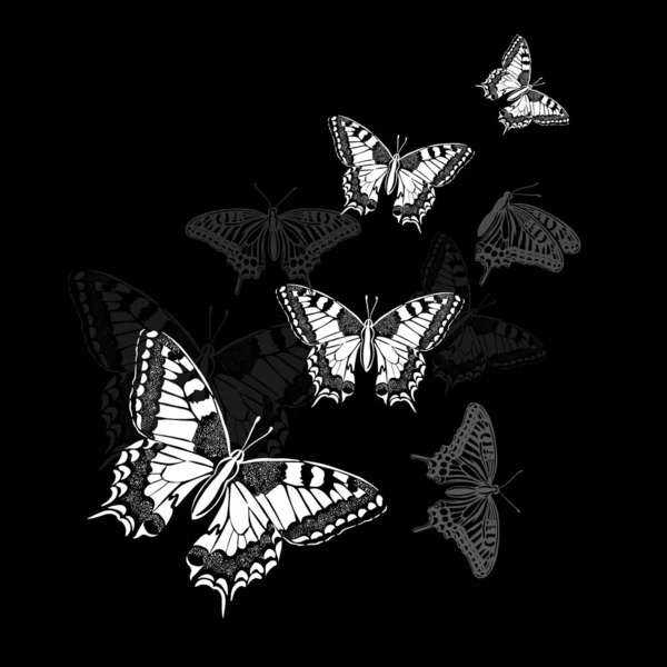 Mariposas blancas y negras voladoras gráficas. Ilustración vectorial. Mariposa tropical sobre fondo blanco — Vector de stock