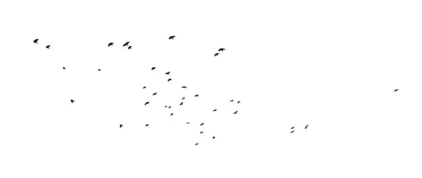 Um bando de pássaros voadores. Ilustração vetorial —  Vetores de Stock