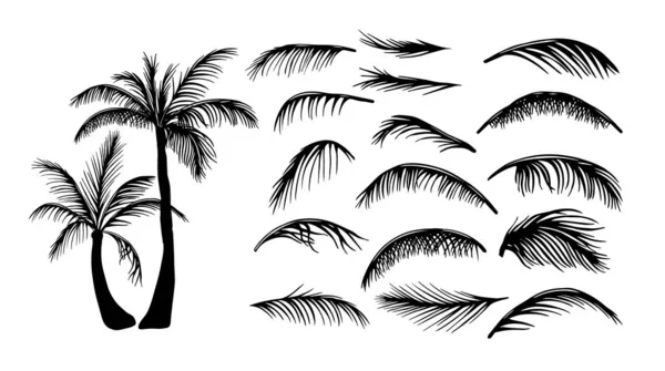 Palmbomen. Palmbladeren. Vectorillustratie — Stockvector