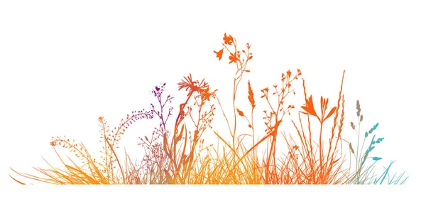 Abstraktní pozadí s barevnými siluetami lučních divokých bylin a květin. Divoké květiny. Květinové pozadí. Divoká tráva. Vektorová ilustrace. — Stockový vektor