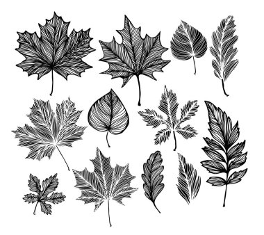 İskeletlenmiş dekoratif yapraklar. Vektör illüstrasyonu