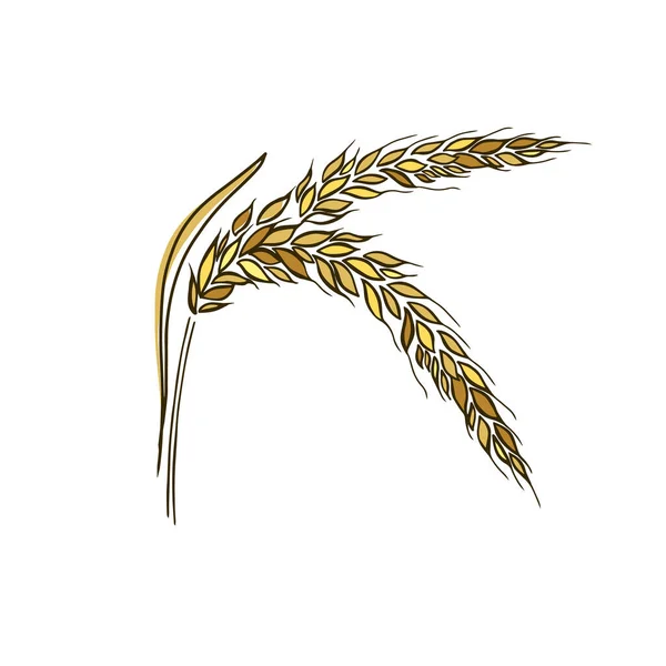 Orecchie di grano, orzo o segale icone grafiche vettoriali, ideali per il confezionamento del pane, etichette di birra ecc. — Vettoriale Stock