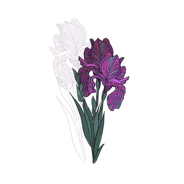 El iris de la flor es un objeto morado. Ilustración vectorial — Vector de stock