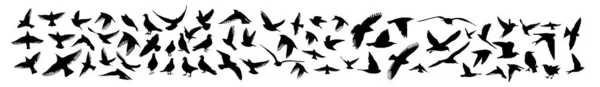 Un conjunto de aves diferentes. Paloma, estornino, ruiseñor, colibrí, águila, cuervo, vencejo, gaviota, golondrina. Ilustración vectorial — Archivo Imágenes Vectoriales