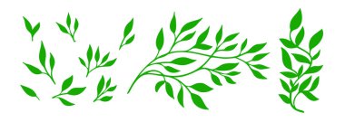 Yeşil yapraklı ağaç dalı. Ayrıntılı vektör santrali, beyaz arka planda izole edilmiş. Bir çift dal. Vektör illüstrasyonu