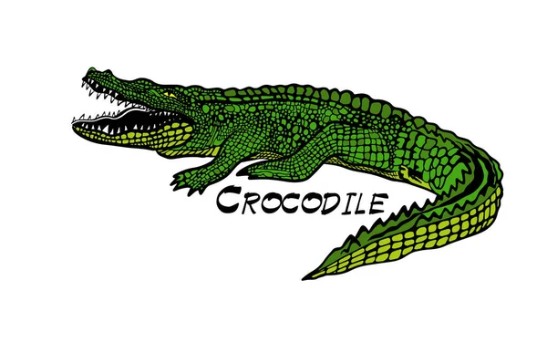 Groene krokodil, alligator op witte achtergrond. T-shirt print. Vectorillustratie — Stockvector