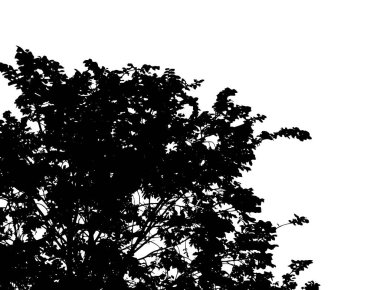 Yaprak döken ağaçlarla dolu bir arka plan. Vektör illüstrasyonu