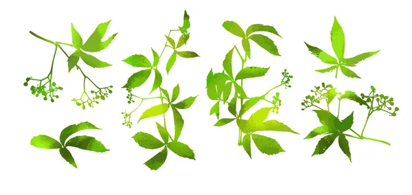 Ein Satz grüner Blätter. Parthenocissus inserta. Vektorillustration — Stockvektor