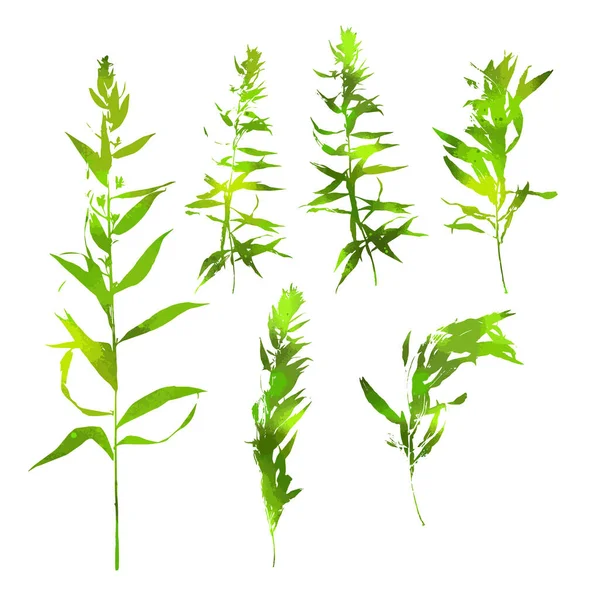 Zelená tráva. Detailní vektorová rostlina, izolovaná na bílém pozadí. Sada větví. Vektorová ilustrace — Stockový vektor