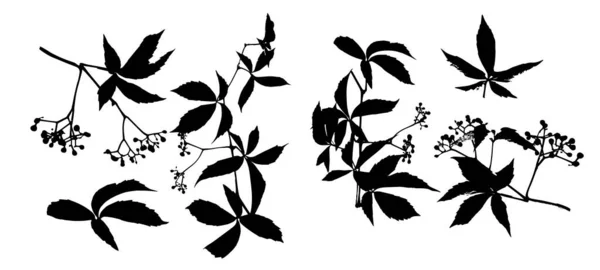 Set di foglie monocrome. Parthenocissus inserta. Illustrazione vettoriale — Vettoriale Stock