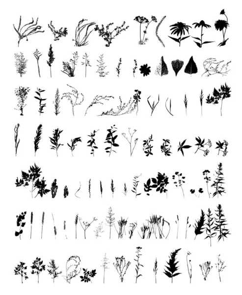 Grande serie di diversi tipi di piante e fiori silhouette. Quasi ogni tipo di Floras rappresentato in Set. Alto dettaglio, molto liscio. Illustrazione vettoriale. — Vettoriale Stock