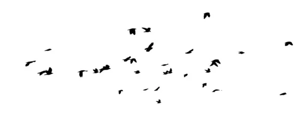 Un troupeau d'oiseaux volants. Un grand troupeau de corbeaux volants. Illustration vectorielle — Image vectorielle