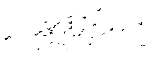 Ένα σμήνος από ιπτάμενα πουλιά. Ένα μεγάλο σμήνος ιπτάμενων κορακιών. Εικονογράφηση διανύσματος — Διανυσματικό Αρχείο