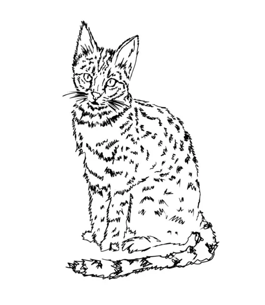 Disegno fatto a mano di un gatto. Illustrazione vettoriale — Vettoriale Stock