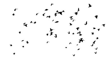 Uçan büyük bir kuş sürüsü. Özgür kuşlar. Vektör illüstrasyonu