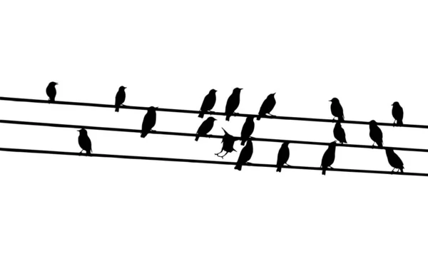 Ptáci na drátech. Vektorová ilustrace — Stockový vektor
