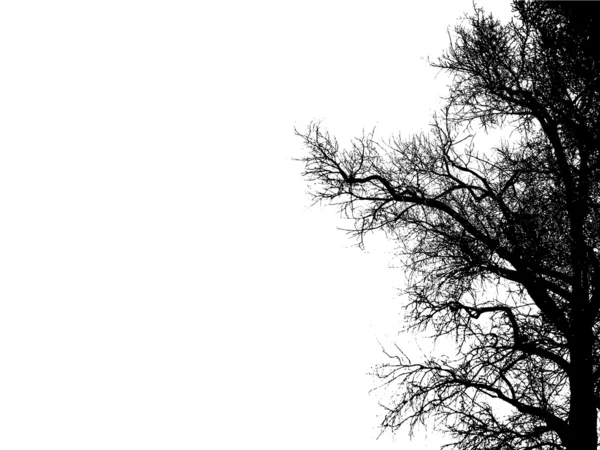 Branche d'arbre — Image vectorielle