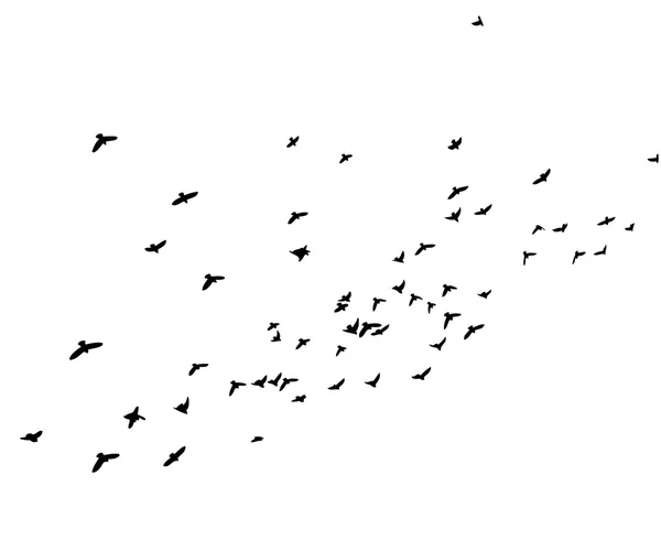 Vliegende vogels kudde — Stockvector
