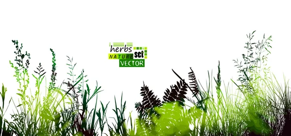 Зеленая летняя трава — стоковый вектор