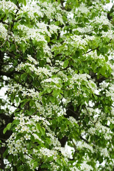 Witte bloemen. — Stockfoto