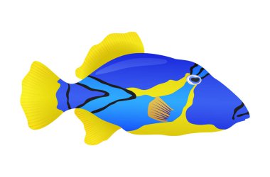 Dekoratif deniz ya da beyaz arka planda akvaryum balığı. Tatlı su ya da saldwater akvaryum karikatür balığı. Süslü popüler balıkların varyasyonu