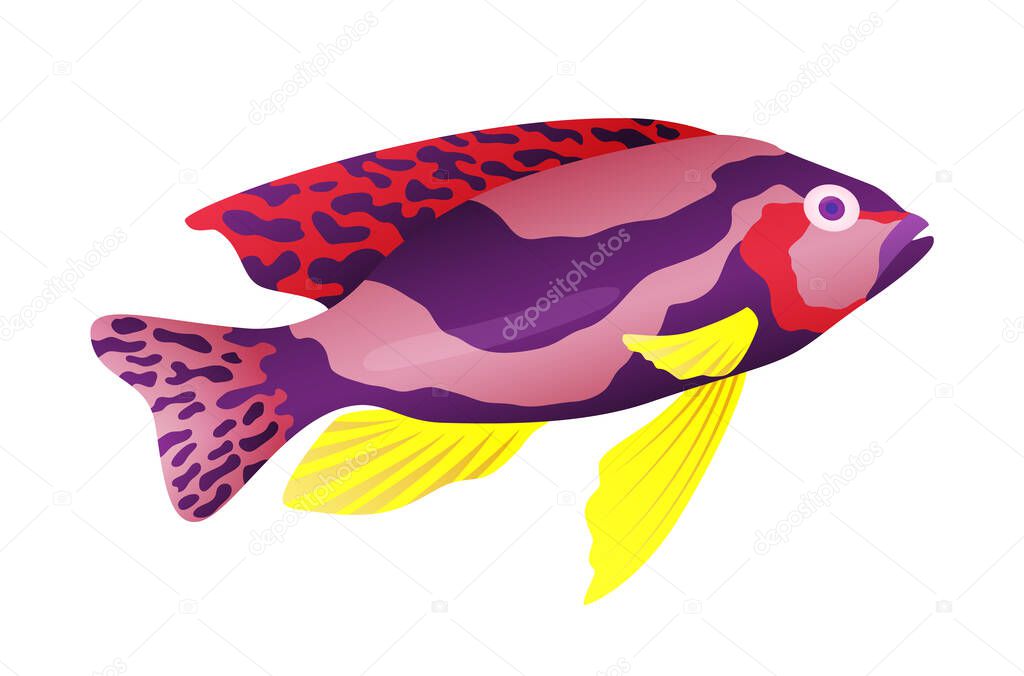 Decorative sea or aquarium fish on white background. Freshwater or saldwater aquarium cartoon fish. Variet of ornamental popular fish