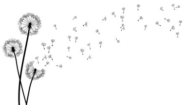 Karahindiba zamanı geçmişi. Rüzgar bir karahindiba şişirir. Beyaz üzerinde uçan karahindiba tomurcukları olan siyah bir siluet. El yapımı uçan karahindiba tomurcukları.